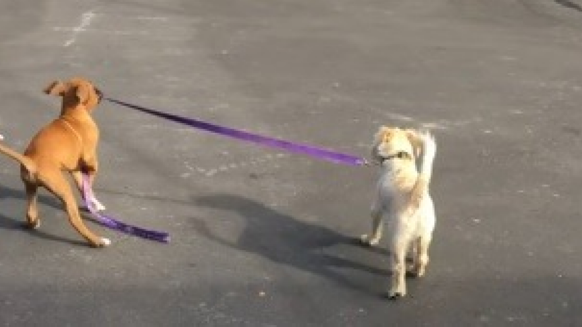 Illustration : "Pendant le confinement, ce chiot a pris l'habitude de promener son ami chien (vidéo)"