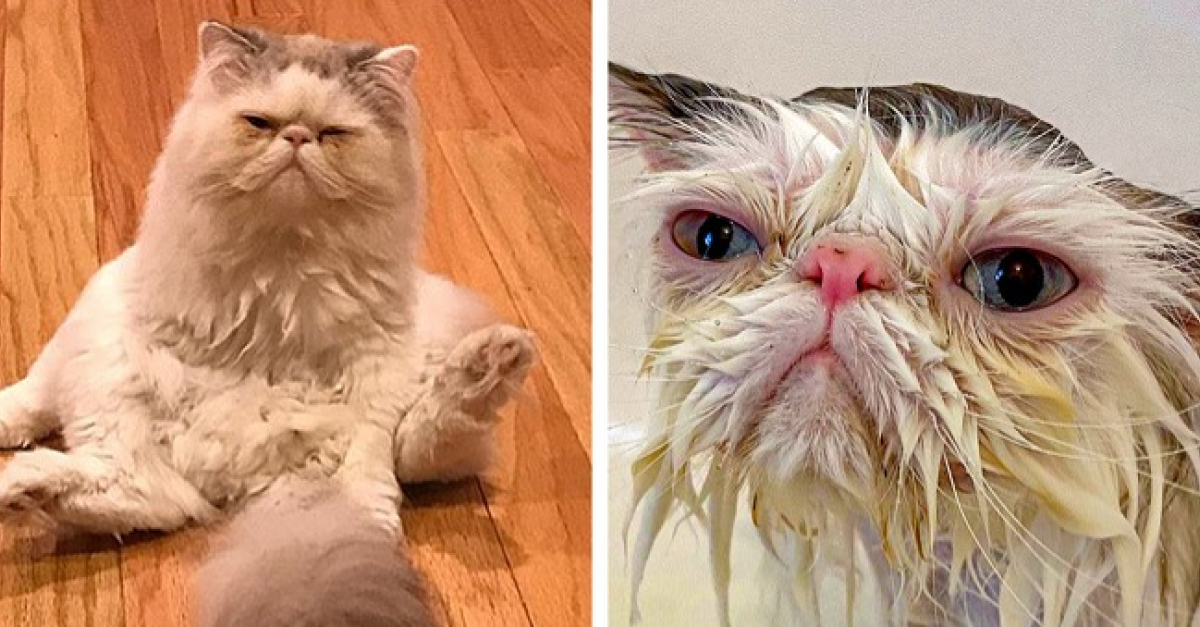 14 animaux de compagnie méconnaissables après leur bain