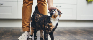 Illustration : "6 signes qui montrent que votre chat est en chaleur"