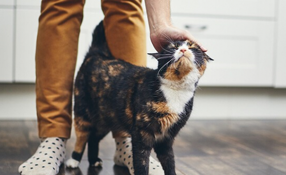 6 Signes Qui Montrent Que Votre Chat Est En Chaleur