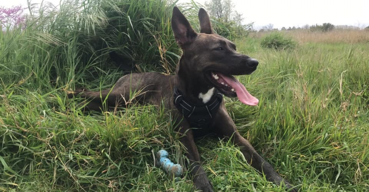 Un Chien Meurt Electrocute Par Un Lampadaire Son Proprietaire Denonce Un Manquement De Securite