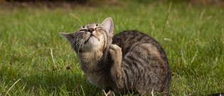 Illustration : "5 astuces pour combattre les poux chez le chat"