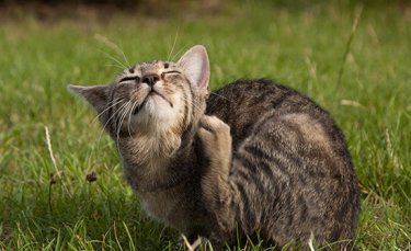 Illustration : "5 astuces pour combattre les poux chez le chat"