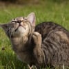 Illustration : 5 astuces pour combattre les poux chez le chat