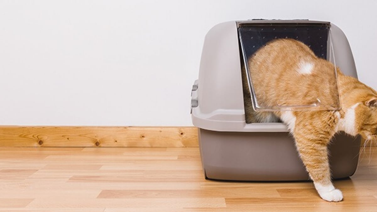 Comment supprimer l'odeur d'urine de chat dans la maison ?