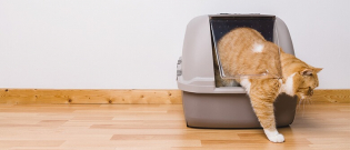 Illustration : "7 astuces pour enlever les odeurs d'urine de chat"