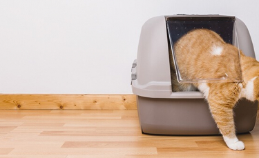 Illustration : "7 astuces pour enlever les odeurs d'urine de chat"