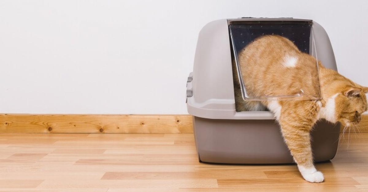 7 Astuces Pour Enlever Les Odeurs D Urine De Chat