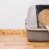Illustration : 7 astuces pour enlever les odeurs d'urine de chat