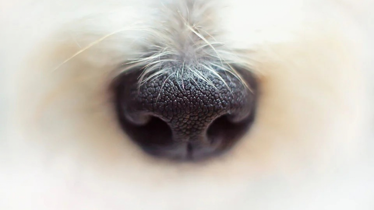 Illustration : "Des chiens détecteurs de coronavirus en France ? Des essais seront menés très prochainement"