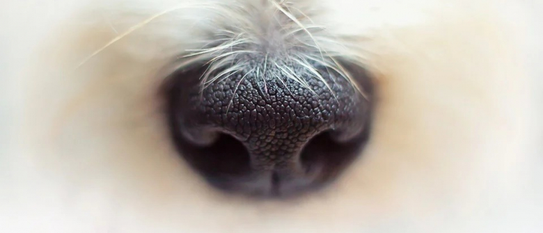 Illustration : "Des chiens détecteurs de coronavirus en France ? Des essais seront menés très prochainement"