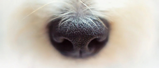 Illustration : "Des chiens détecteurs de coronavirus en France ? Des essais seront menés très prochainement"