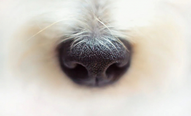 Illustration : "Des chiens détecteurs de coronavirus en France ? Des essais seront menés très prochainement"