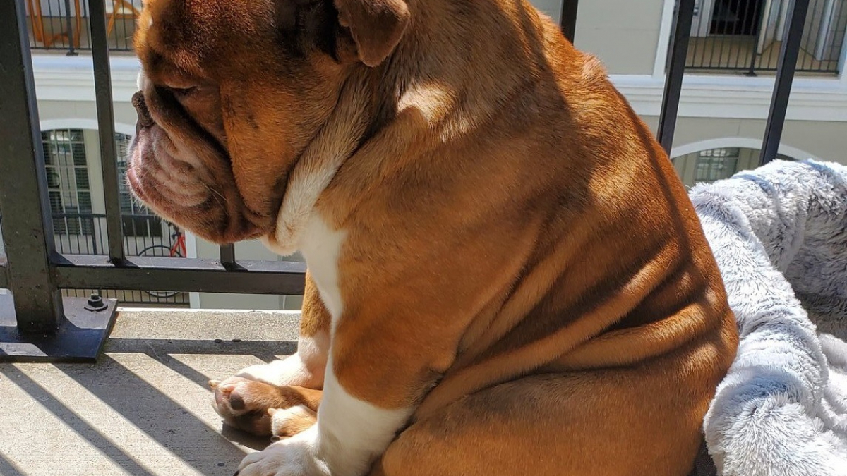 Illustration : "Le confinement avait pris le dessus sur le caractère de ce chien, tout à changé !"