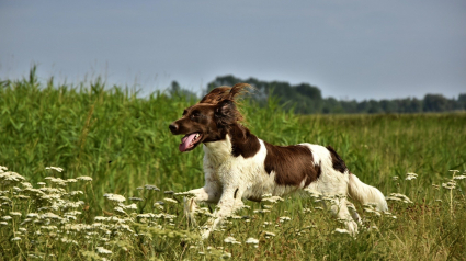 Illustration : Un virus dangereux pour le chien et transmis par le sanglier détecté dans l’Allier