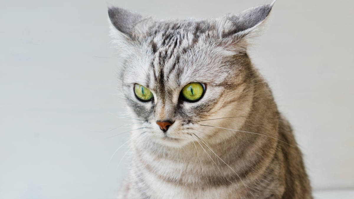 Tout comme nous les humains, les chats peuvent être stressés