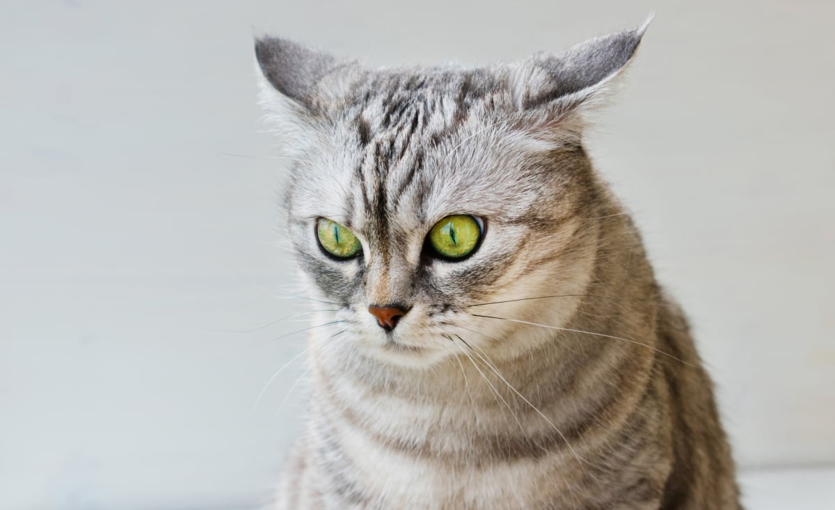 Illustration : "Le stress chez le chat"