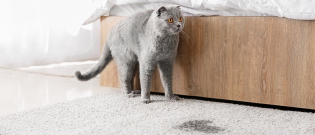 Illustration : "6 astuces pour enlever les taches d'urine de chat"