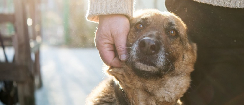 Illustration : "La France se lance dans les essais de dépistage du Covid-19 par le biais des chiens"