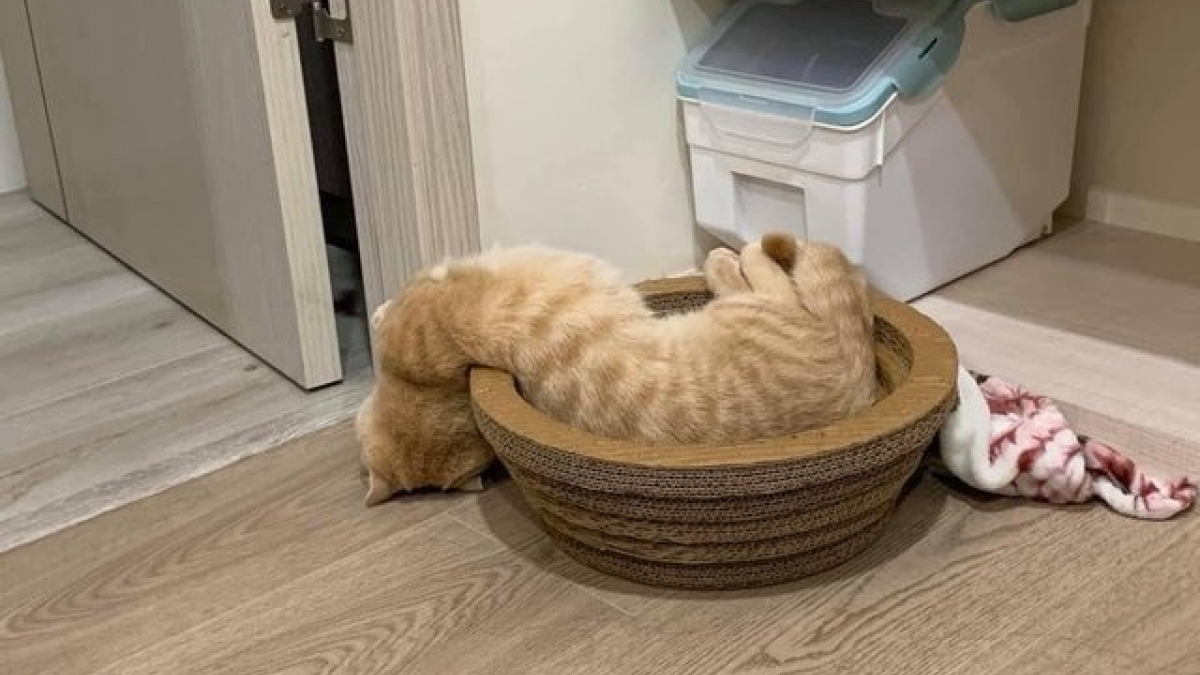 Illustration : "Confinement ou pas, ces 16 chats et chiens perpétuent l’art de dormir n’importe où"