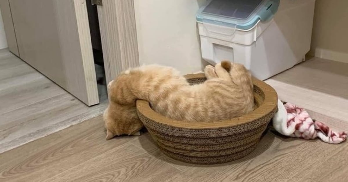 Кот вытек. Кот в ванной. Кот вытек. У вас кот потек. Смешные позы кошек.