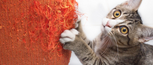 Illustration : "5 astuces pour éviter les griffures de chat sur le mobilier"