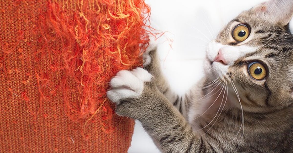 5 Astuces Pour Eviter Les Griffures De Chat Sur Le Mobilier 5 Astuces Pour Eviter Les Griffures De Chat Sur Le Mobilier