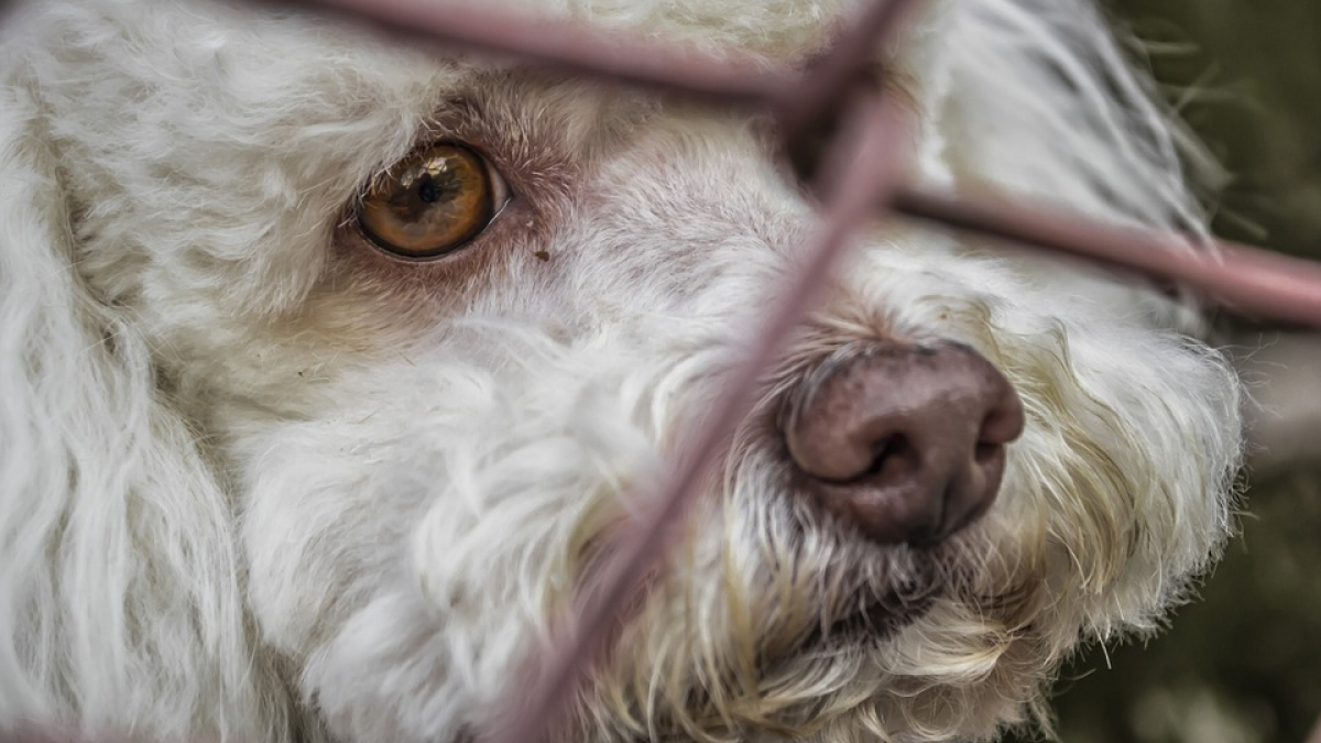 Illustration : "Jusqu’à 5 ans de prison pour les auteurs d’actes de cruauté animale en Angleterre"