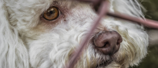 Illustration : "Jusqu’à 5 ans de prison pour les auteurs d’actes de cruauté animale en Angleterre"