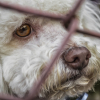 Illustration : Jusqu’à 5 ans de prison pour les auteurs d’actes de cruauté animale en Angleterre