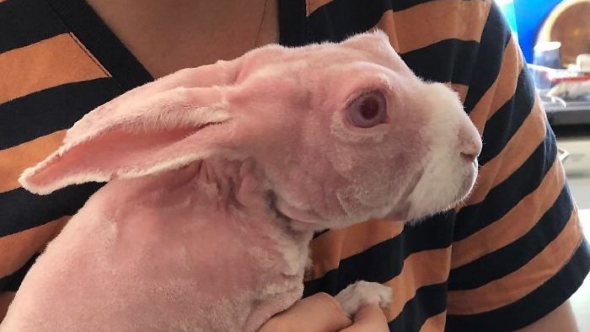Illustration : "Ce lapin star sur Instagram est l’un des rares à ne pas avoir de poil"