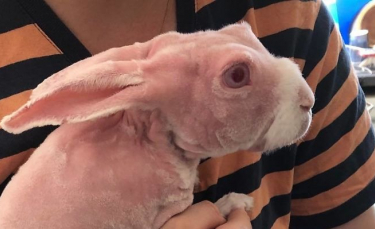 Illustration : "Ce lapin star sur Instagram est l’un des rares à ne pas avoir de poil"