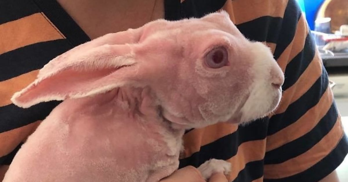 Ce Lapin Star Sur Instagram Est L Un Des Rares A Ne Pas Avoir De Poil