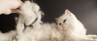 Illustration : "6 raisons possibles expliquant la perte de poils du chat"