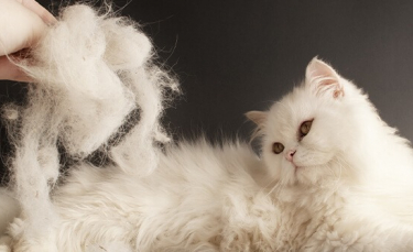 Illustration : "6 raisons possibles expliquant la perte de poils du chat"