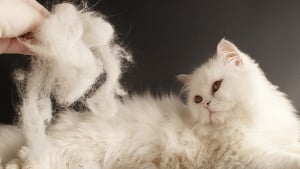 Les Causes Et Raisons Des Problemes Respiratoires Chez Votre Chat