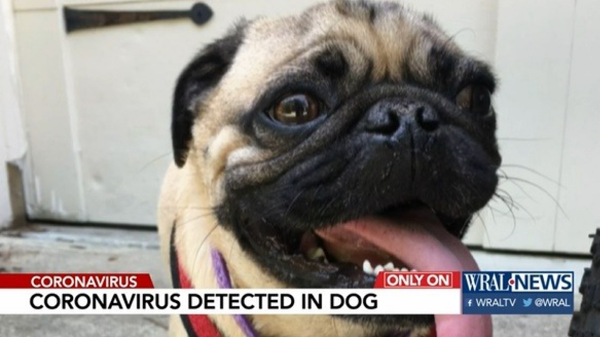 Illustration : "Covid-19 : Un chien testé positif au coronavirus aux Etats-Unis à nouveau en pleine forme"