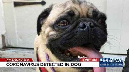 Illustration : Covid-19 : Un chien testé positif au coronavirus aux Etats-Unis à nouveau en pleine forme