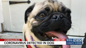 Illustration : Covid-19 : Un chien testé positif au coronavirus aux Etats-Unis à nouveau en pleine forme