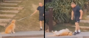 Illustration : "Capricieux, ce chien décide de ne plus avancer en pleine promenade pour rentrer ! (vidéo)"