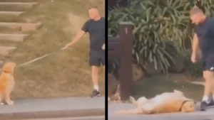 Illustration : "Capricieux, ce chien décide de ne plus avancer en pleine promenade pour rentrer ! (vidéo)"