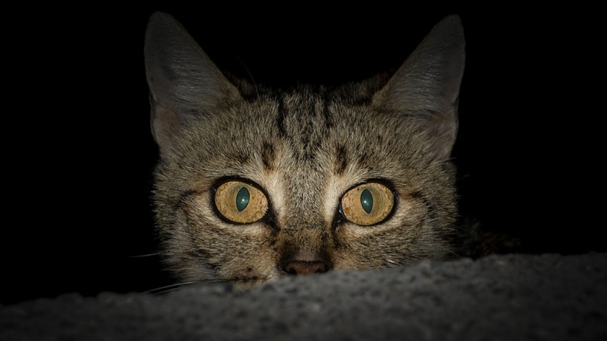 Illustration : "Pourquoi les yeux des chats brillent-ils la nuit ?"