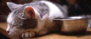 Illustration : "8 raisons possibles expliquant la perte d'appétit du chat"