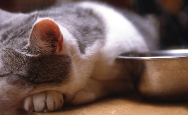 Illustration : "8 raisons possibles expliquant la perte d'appétit du chat"