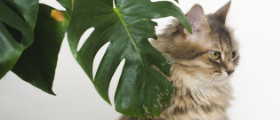 Illustration : "4 solutions pour éviter que votre chat mange les plantes"