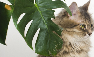 Illustration : "4 solutions pour éviter que votre chat mange les plantes"