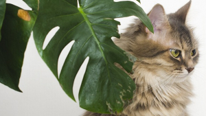 Illustration : "4 solutions pour éviter que votre chat mange les plantes"