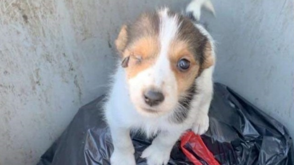 Illustration : "Un chiot blessé découvert dans les poubelles, son propriétaire identifié et poursuivi"