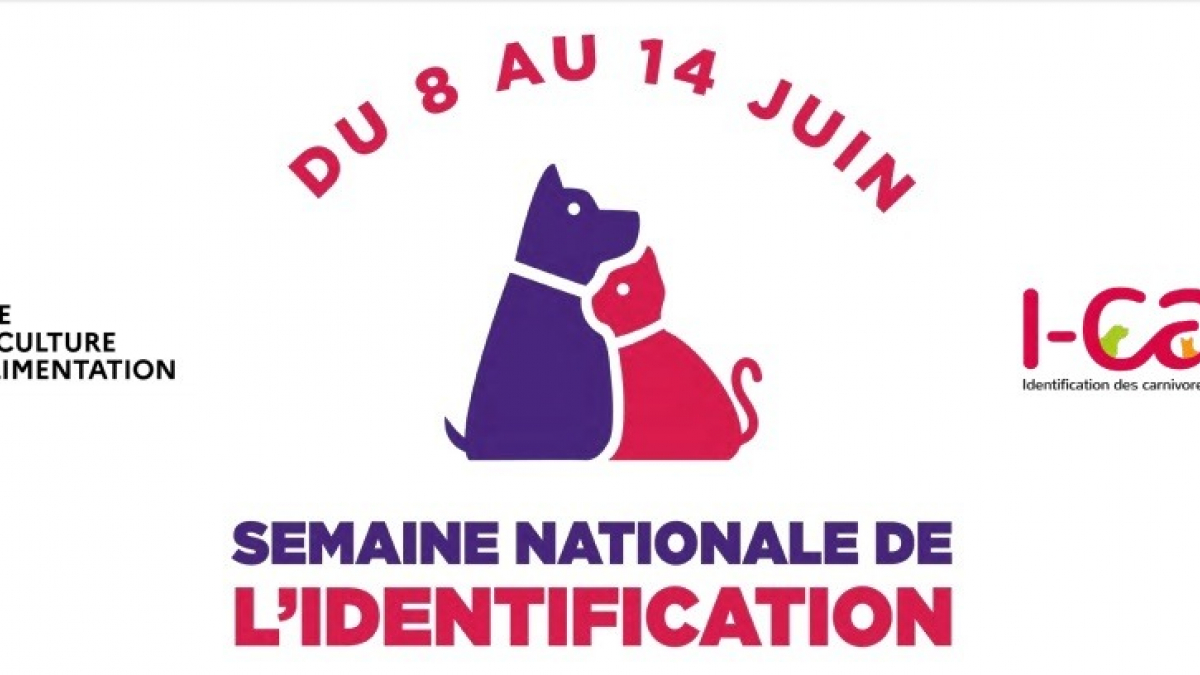 Illustration : "La Semaine nationale de l’Identification des chiens et des chats se tiendra du 8 au 14 juin"