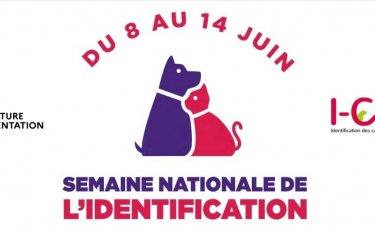 Illustration : "La Semaine nationale de l’Identification des chiens et des chats se tiendra du 8 au 14 juin"
